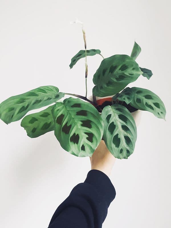 /images/plants/maranta-leuconeura-kerchoveana-5.jpg