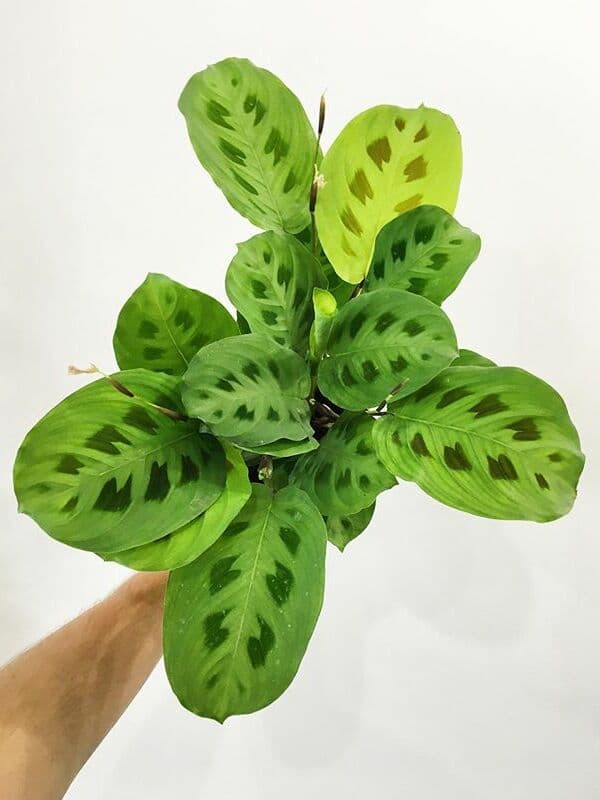 /images/plants/maranta-leuconeura-kerchoveana-6.jpg