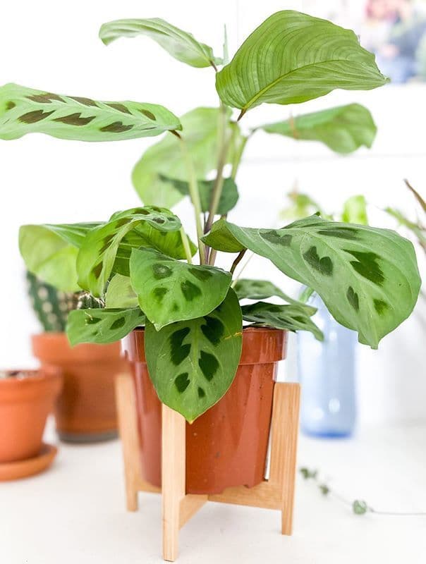 /images/plants/maranta-leuconeura-kerchoveana-7.jpg