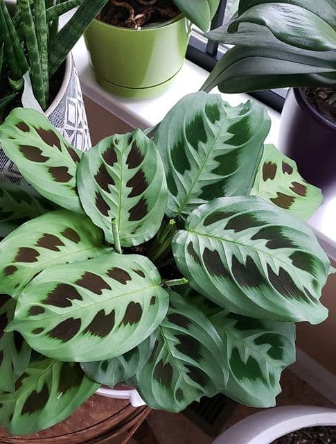 /images/plants/maranta-leuconeura-kerchoveana-8.jpg