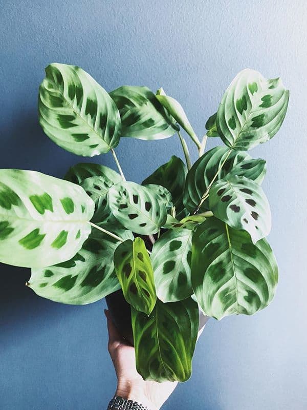 /images/plants/maranta-leuconeura-kerchoveana-9.jpg