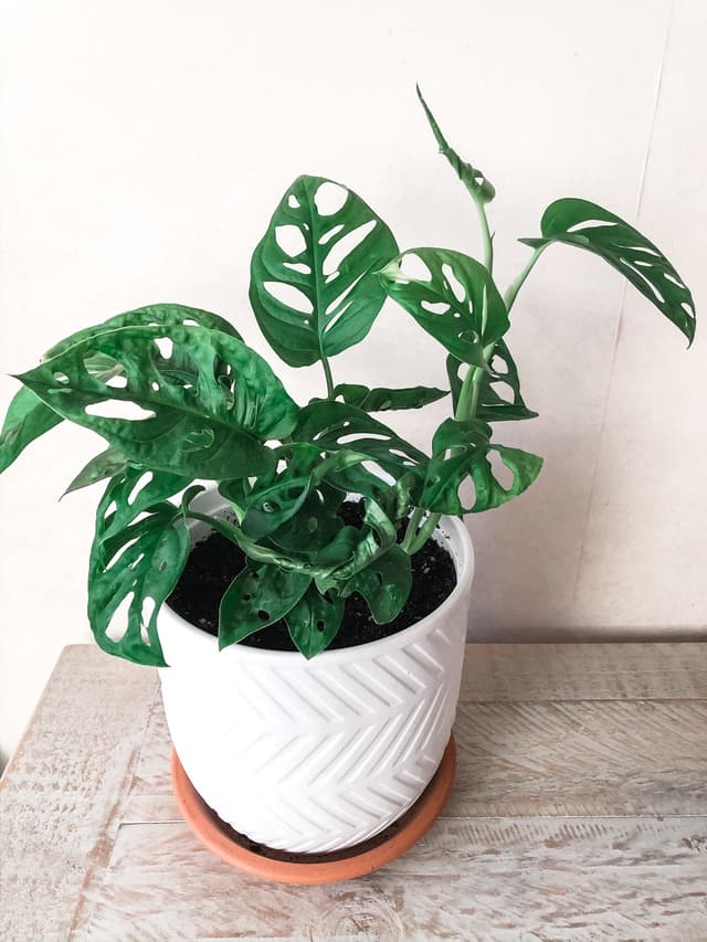 /images/plants/monstera-adansonii-1.jpg
