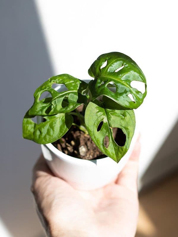 /images/plants/monstera-adansonii-10.jpg