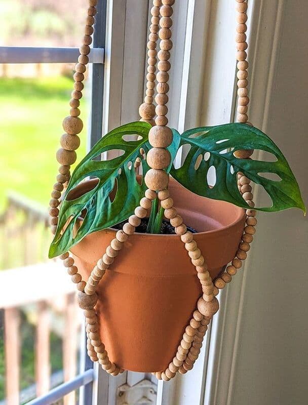 /images/plants/monstera-adansonii-12.jpg