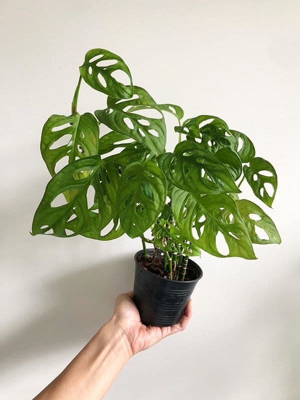 /images/plants/monstera-adansonii-13.jpg
