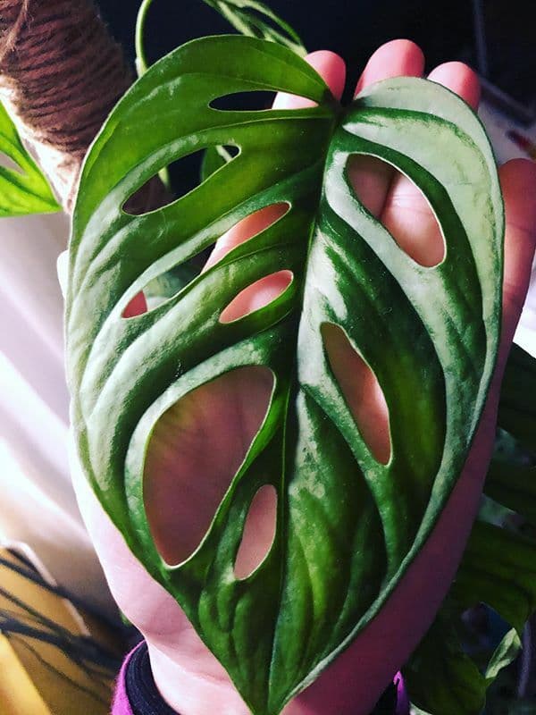 /images/plants/monstera-adansonii-14.jpg