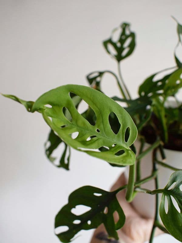 /images/plants/monstera-adansonii-15.jpg