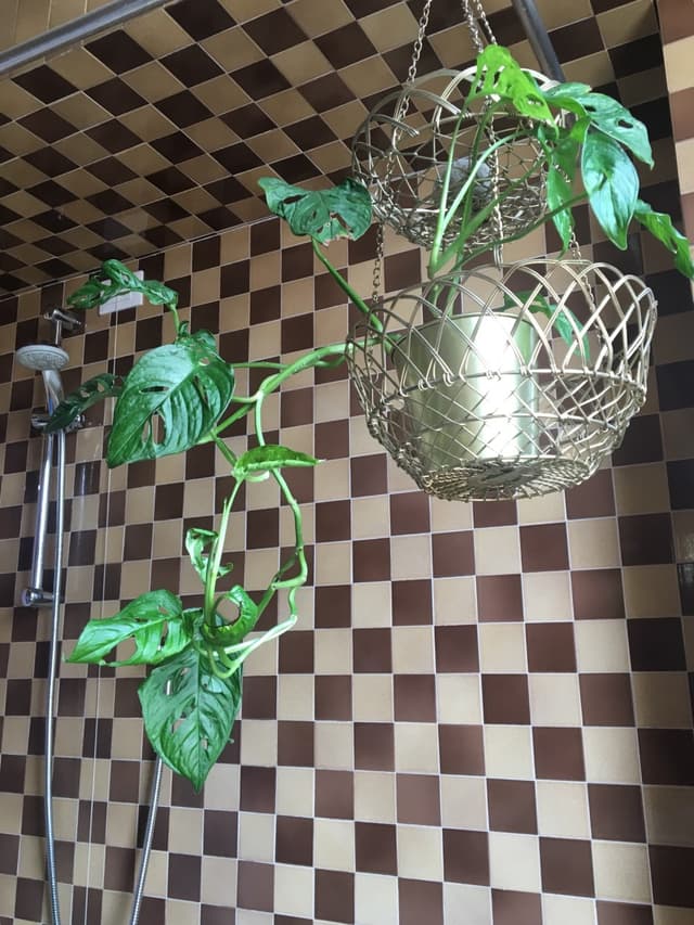 /images/plants/monstera-adansonii-16.jpg
