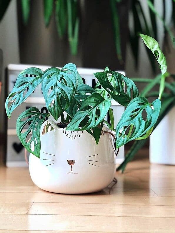/images/plants/monstera-adansonii-3.jpg