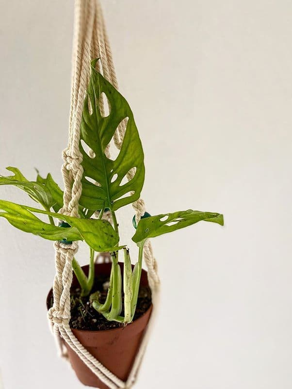 /images/plants/monstera-adansonii-4.jpg
