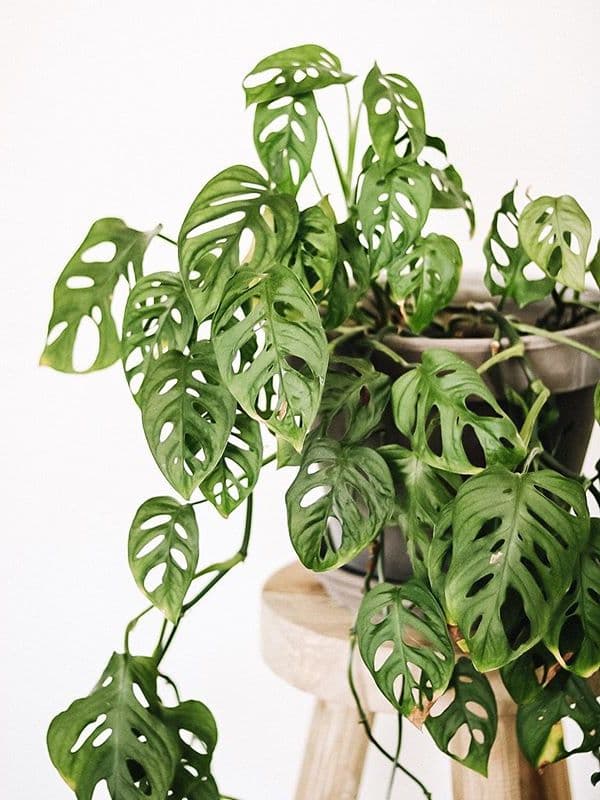 /images/plants/monstera-adansonii-5.jpg