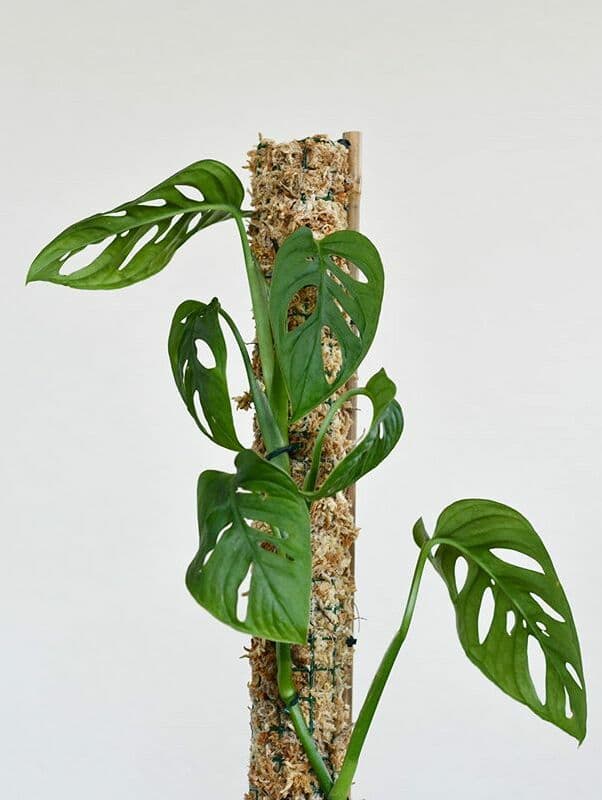 /images/plants/monstera-adansonii-6.jpg