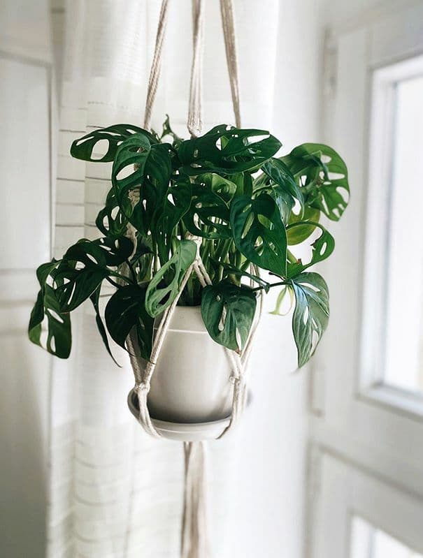 /images/plants/monstera-adansonii-8.jpg