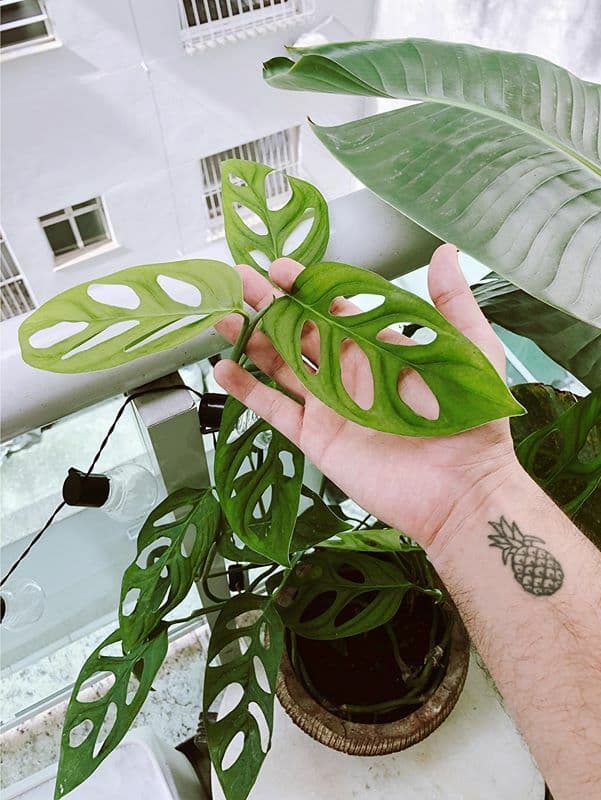 /images/plants/monstera-adansonii-9.jpg
