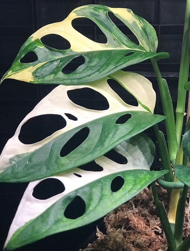 /images/plants/monstera-adansonii-variegata-11.jpg