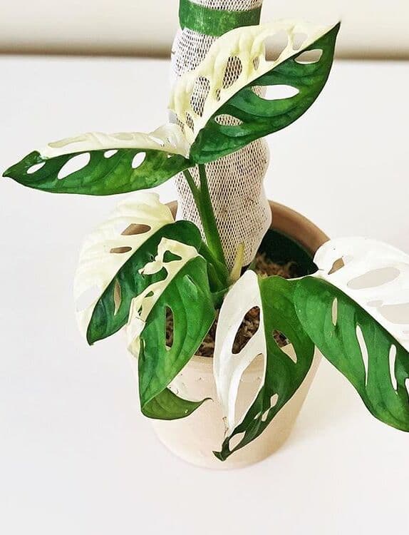 /images/plants/monstera-adansonii-variegata-2.jpg