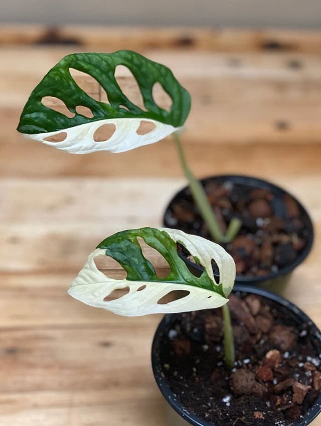 /images/plants/monstera-adansonii-variegata-3.jpg