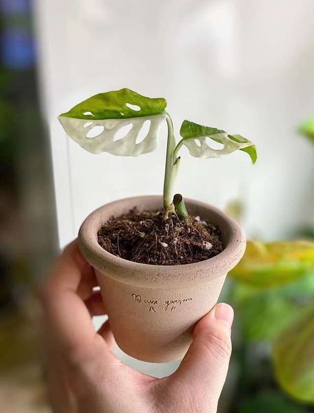/images/plants/monstera-adansonii-variegata-4.jpg