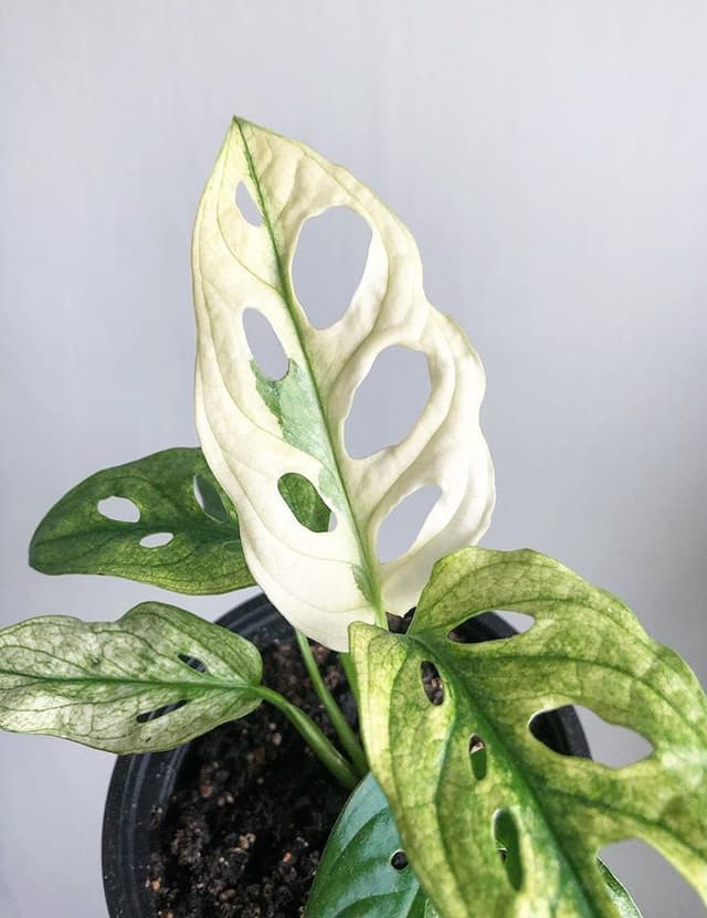 /images/plants/monstera-adansonii-variegata-5.jpg