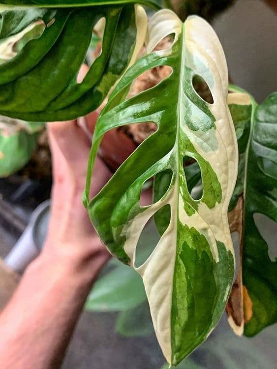 /images/plants/monstera-adansonii-variegata-6.jpg
