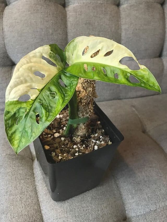 /images/plants/monstera-adansonii-variegata-9.jpg