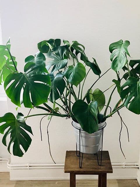 /images/plants/monstera-deliciosa-2.jpg