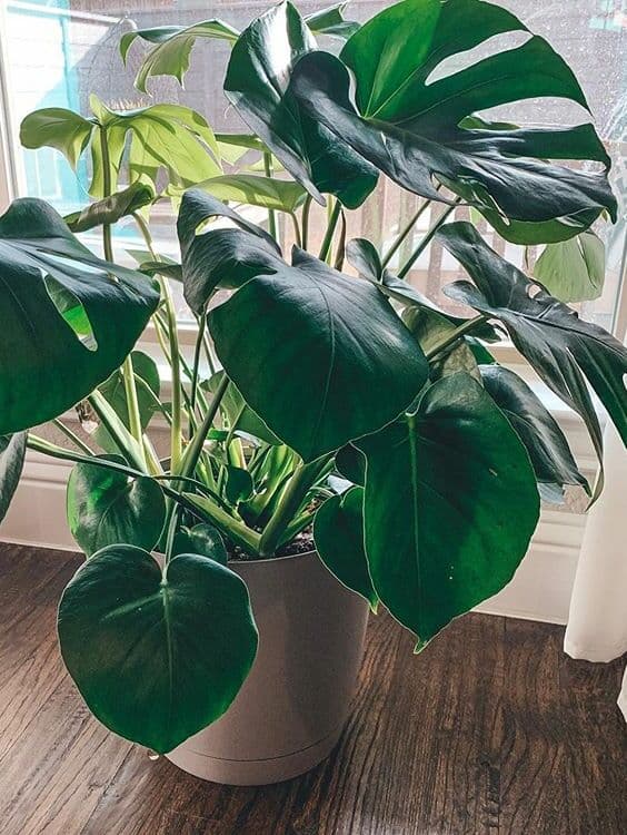 /images/plants/monstera-deliciosa-5.jpg
