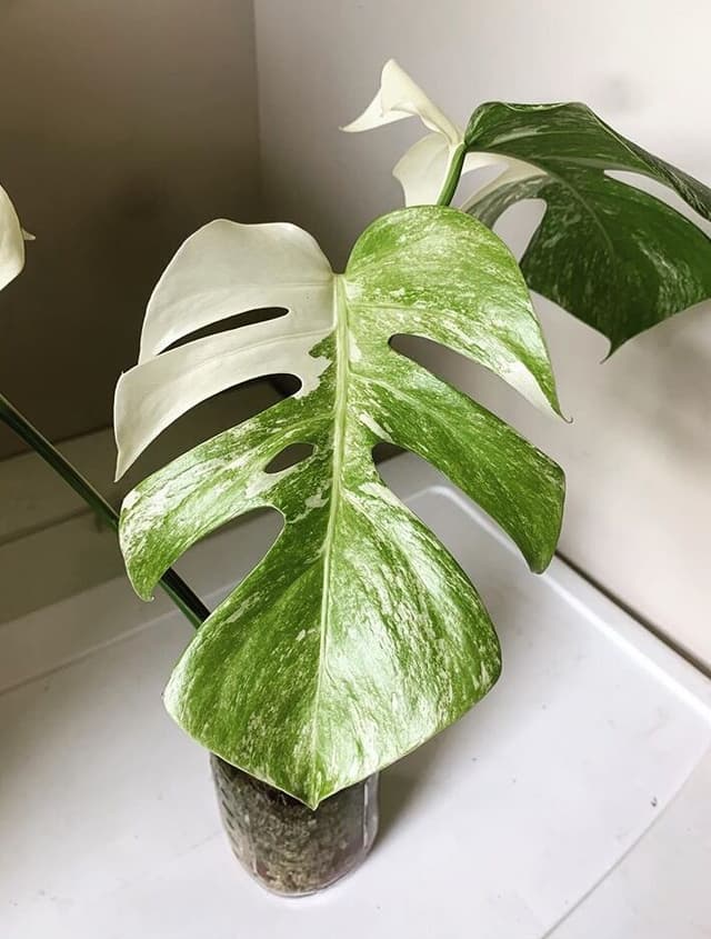 /images/plants/monstera-deliciosa-variegata-10.jpg