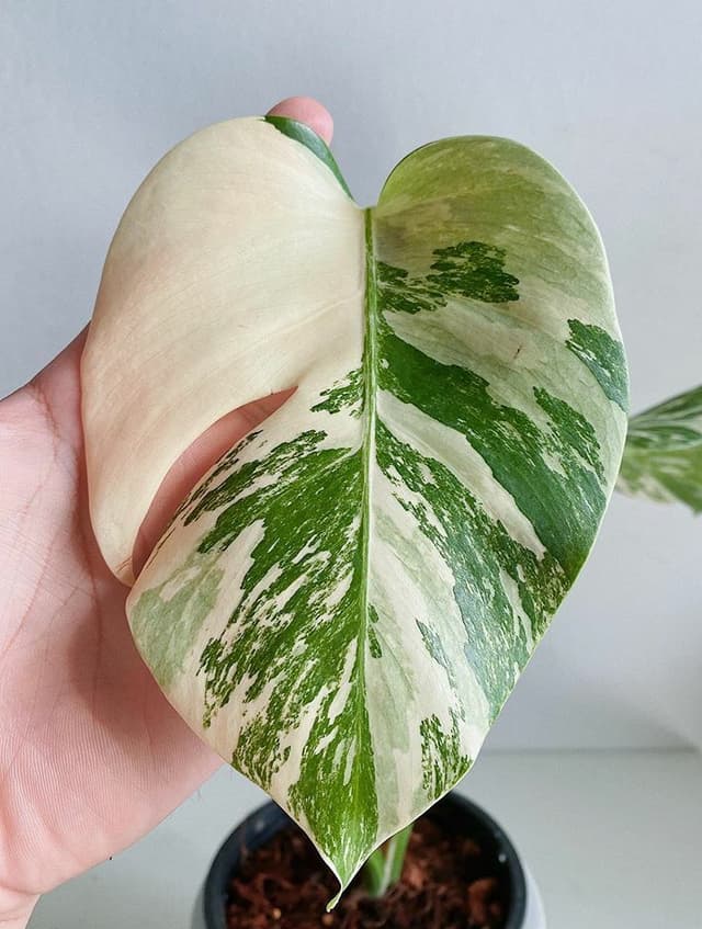 /images/plants/monstera-deliciosa-variegata-11.jpg