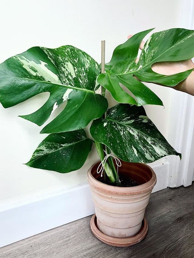 /images/plants/monstera-deliciosa-variegata-2.jpg