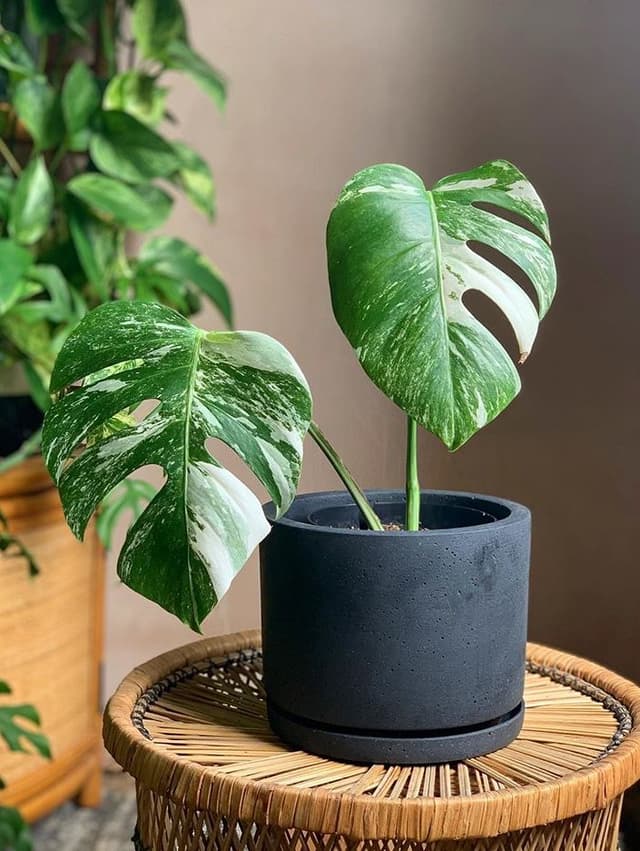 /images/plants/monstera-deliciosa-variegata-4.jpg