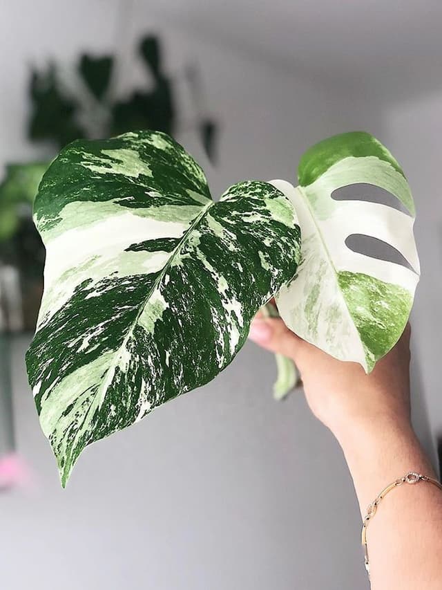 /images/plants/monstera-deliciosa-variegata-6.jpg
