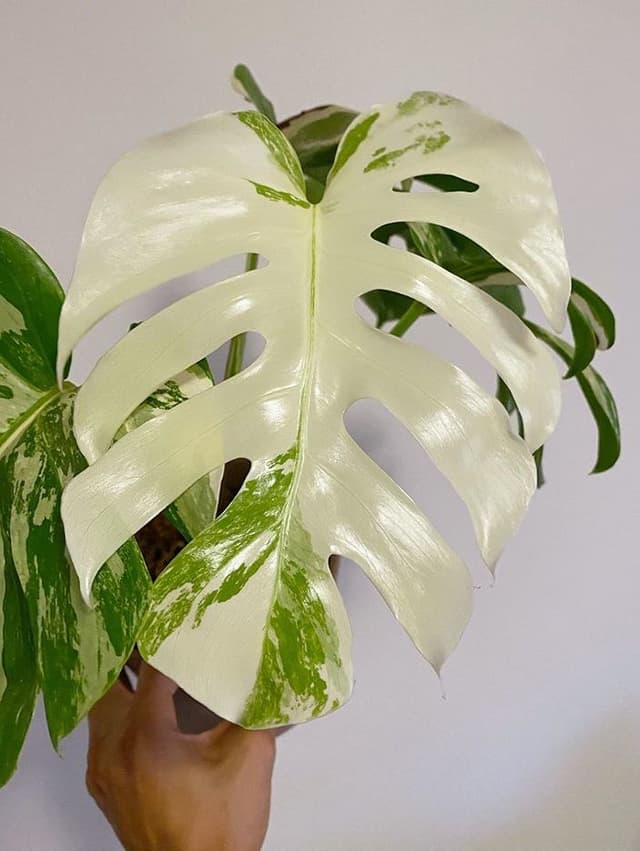 /images/plants/monstera-deliciosa-variegata-7.jpg