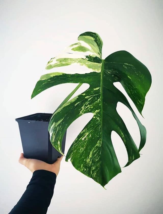 /images/plants/monstera-deliciosa-variegata-8.jpg