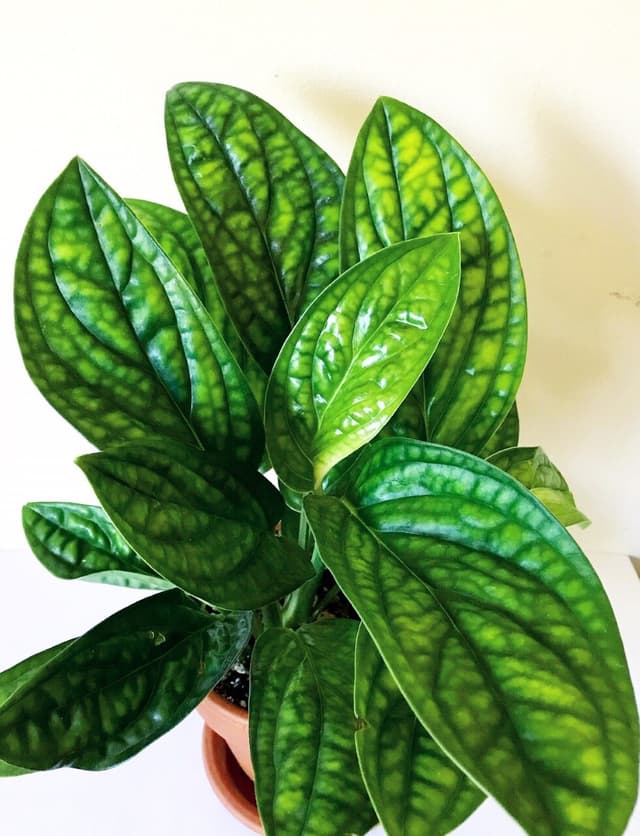 /images/plants/monstera-peru-1.jpg