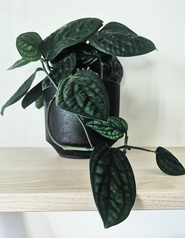 /images/plants/monstera-peru-2.jpg