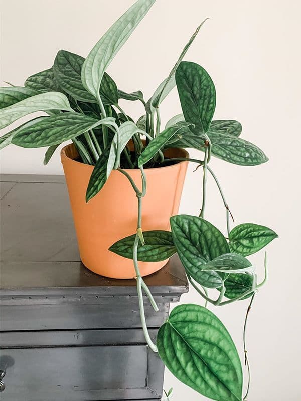/images/plants/monstera-peru-3.jpg