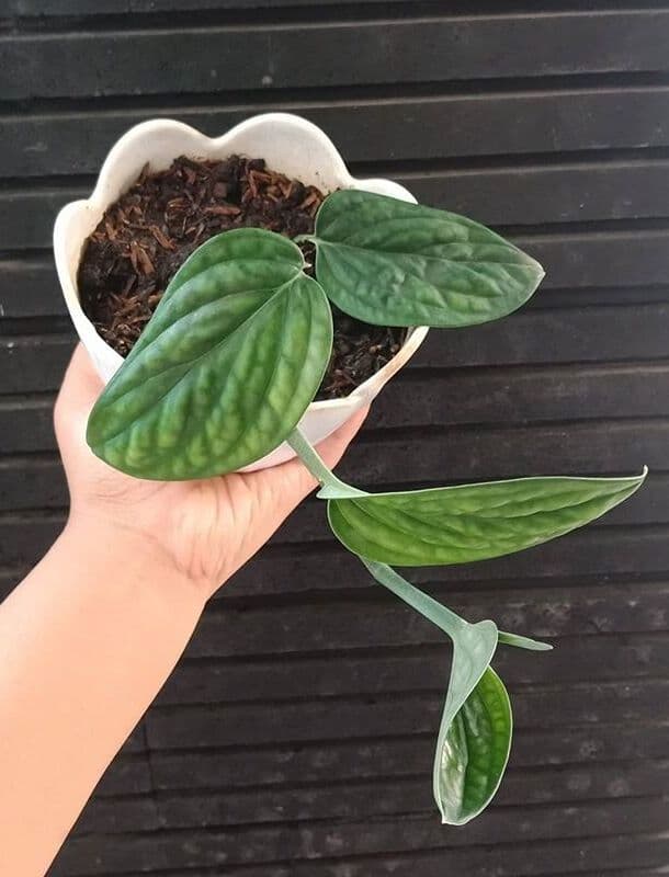 /images/plants/monstera-peru-4.jpg