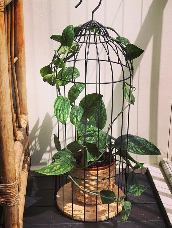 /images/plants/monstera-peru-6.jpg