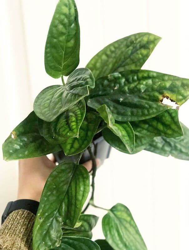 /images/plants/monstera-peru-7.jpg