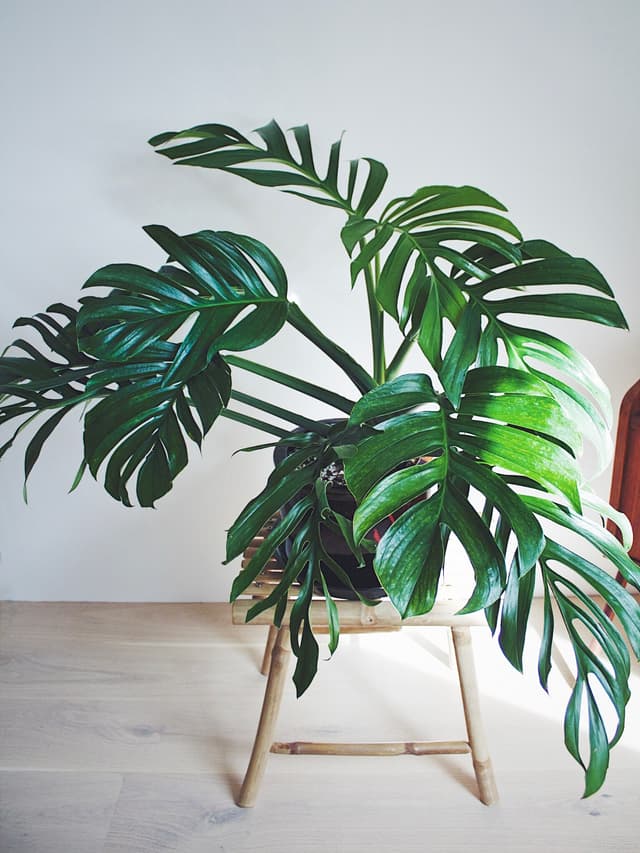 /images/plants/monstera-pinnatipartita-1.jpg