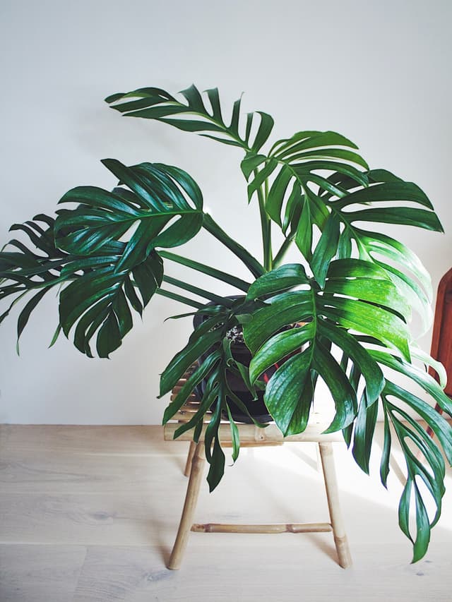 Monstera pinnatipartita: Your Guide to Plant Care