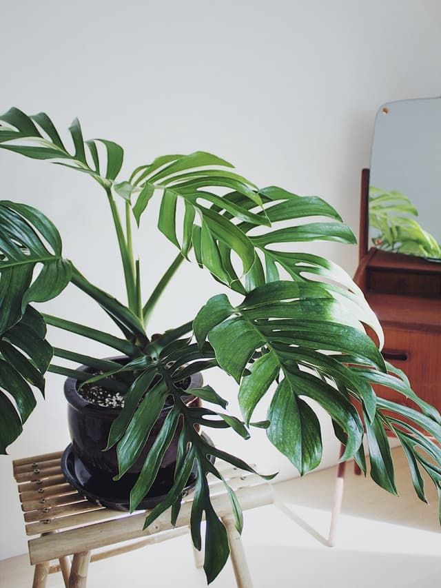 /images/plants/monstera-pinnatipartita-2.jpg