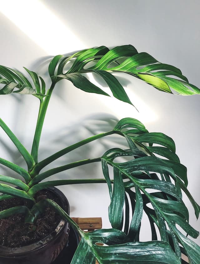 /images/plants/monstera-pinnatipartita-3.jpg