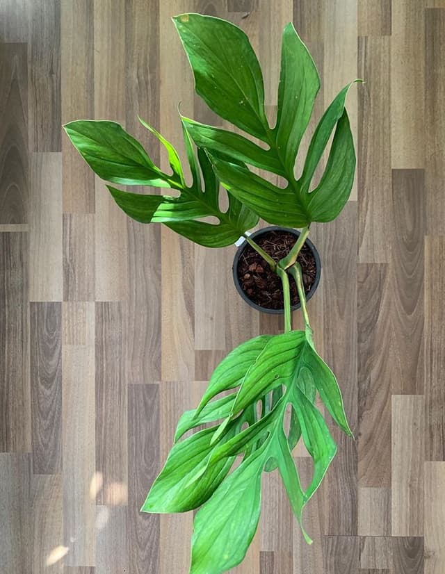 /images/plants/monstera-pinnatipartita-4.jpg