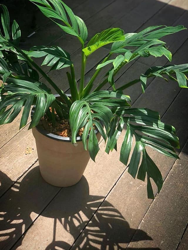 /images/plants/monstera-pinnatipartita-5.jpg