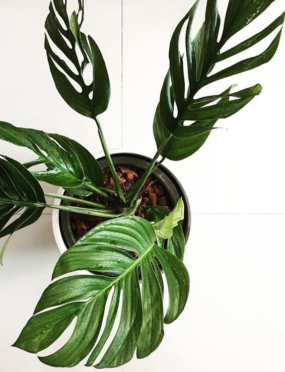 /images/plants/monstera-pinnatipartita-6.jpg