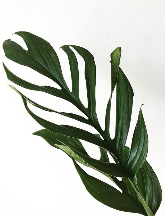 /images/plants/monstera-pinnatipartita-7.jpg