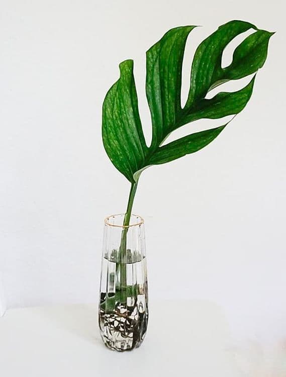 /images/plants/monstera-pinnatipartita-8.jpg
