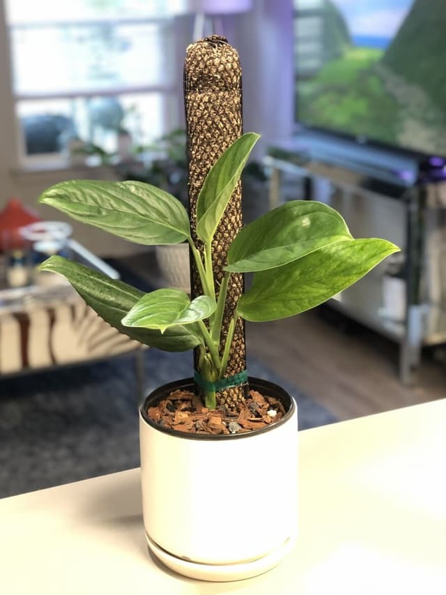 /images/plants/monstera-pinnatipartita-9.jpg